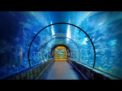 shark reef aquarium work a passion for director worldnews
