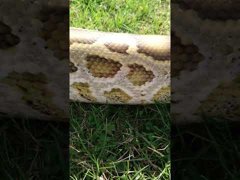 Burmese python sissy