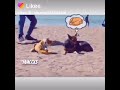 أضحك من قلبك انظر ماذا فعل الكلب حين رأى شكل النمر
