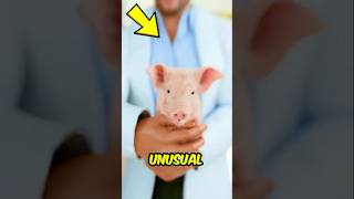 This Pig Couldn’t Walk… Until a Vet Did the Impossible 🐷 #shorts