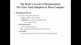 Human Body Levels Of Organization By Prof Knoppy