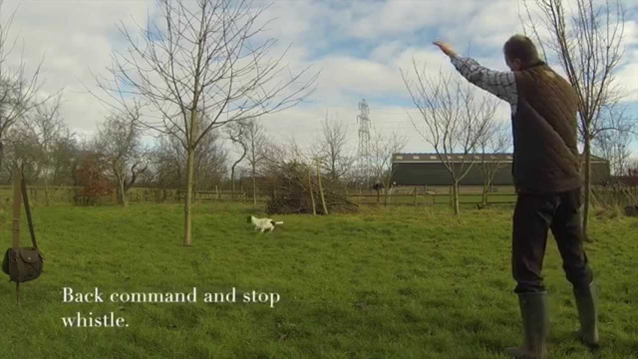 Gundog training a Springer Spaniel with directional retrieves, stop ...