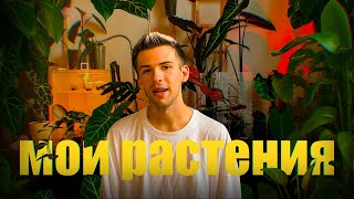 картинка: Моя КОЛЛЕКЦИЯ РАСТЕНИЙ: возвращение после перерыва + обзор коллекции и пересадки