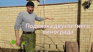 Подвязка двухлетнего куста ВИНОГРАДА!!!