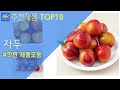 자두 왕자두 추천 순위 Top10