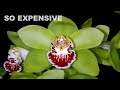 The Most Expensive Flowers