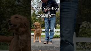 Teaching a new command: “Combat”. #dogtraining #obediencetraining #workingdog #dogtrainer #dog