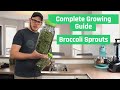 The Right Way To Grow Broccoli Sprouts - Complete Sprouting Guide