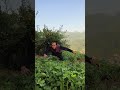 《花生的一生》终极片。# 乡村生活 #有种你模仿啊 #三农 # 时间 #用命拍摄