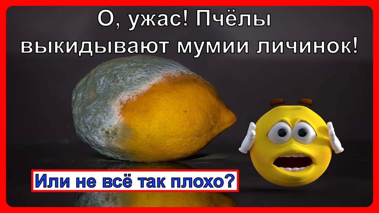 🍄🍄🍄 Аскосфероз пчел. Чем лечить. И что это такое 🍄🍄🍄