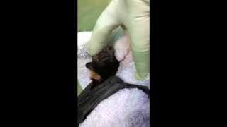 Baby Bats - Bathtime for a Little Flying Fox