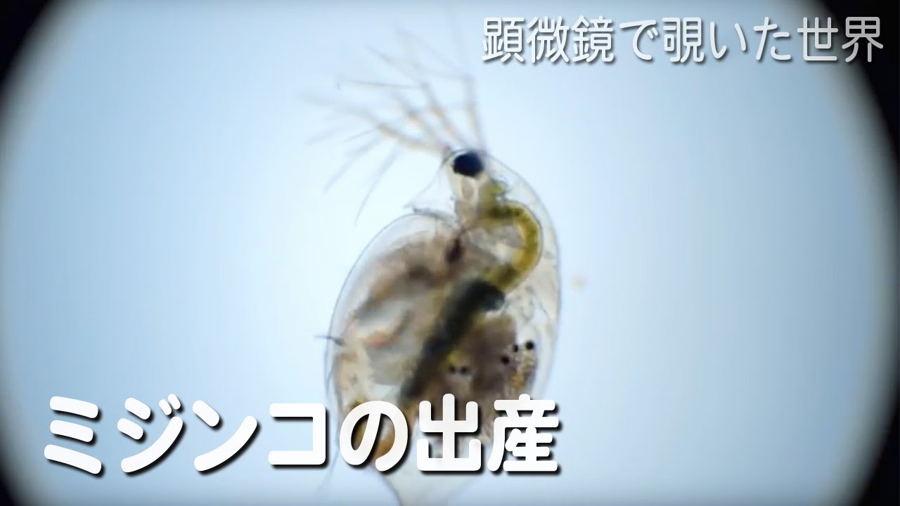 ミジンコ Daphnia Pulex の出産 生物顕微鏡 淡水のプランクトン Youtube