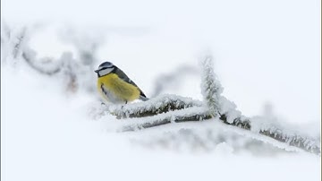 Rotating White Vignette Effect With A Diamond Shape On A Picture Of A Bird! Image Vignettes App