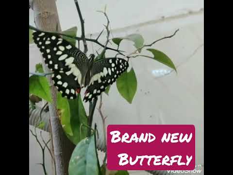 Butterflies#short#shortvideo#shorts#nature #butterfly#beautyofnature#beautiful#2022#funnyvideo2022