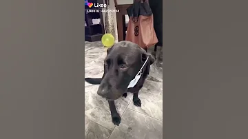 شوفو الكلب بيستخبي من كروناا 
