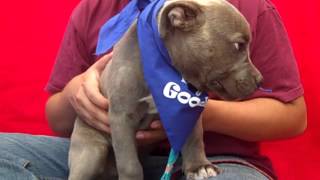 Baldwin A4446355 Adopted