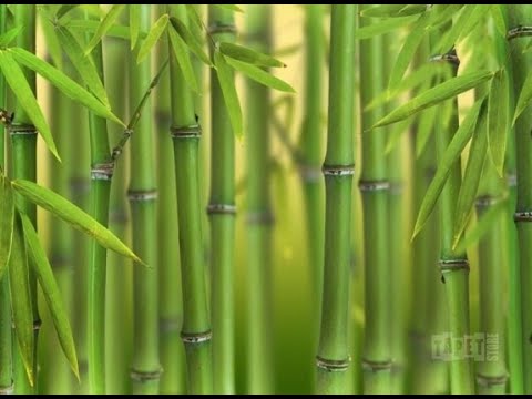 Video: Planterar du om bambu?