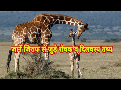 वीडियो: जिराफ आर्टियोडैक्टाइल क्रम से एक स्तनपायी है। जिराफ का विवरण, आवास और जीवन शैली