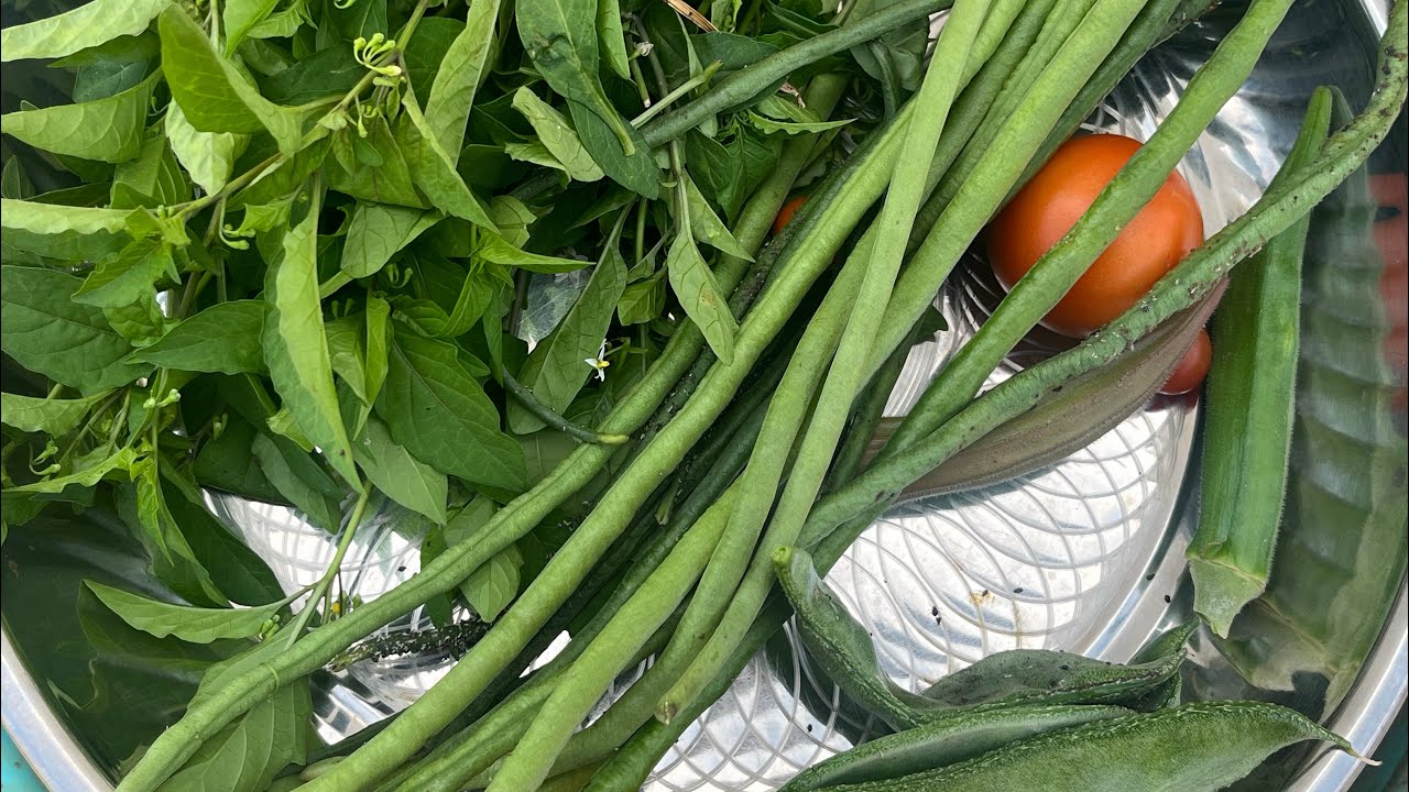 மாடித்தோட்டத்தில் மகத்தான அறுவடை | garden | terrace garden | harvest | fertilizer | seeds | plants 