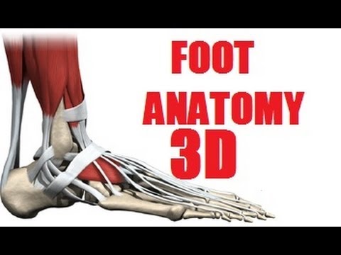 Foot Muscles Anatomy part 2/2 - YouTube