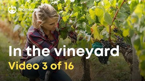 Wine 101: 10 Vineyard / viticulture concepts every wine lover should know