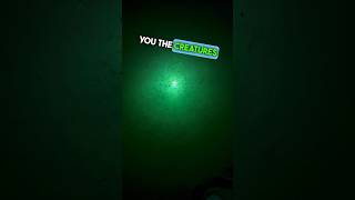 Creatures In My Neighborhood- A Pipefish??