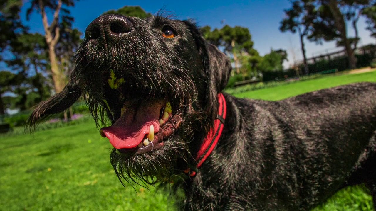 Rooey - Tails of Adoption | Ragamuffin Pet Photography