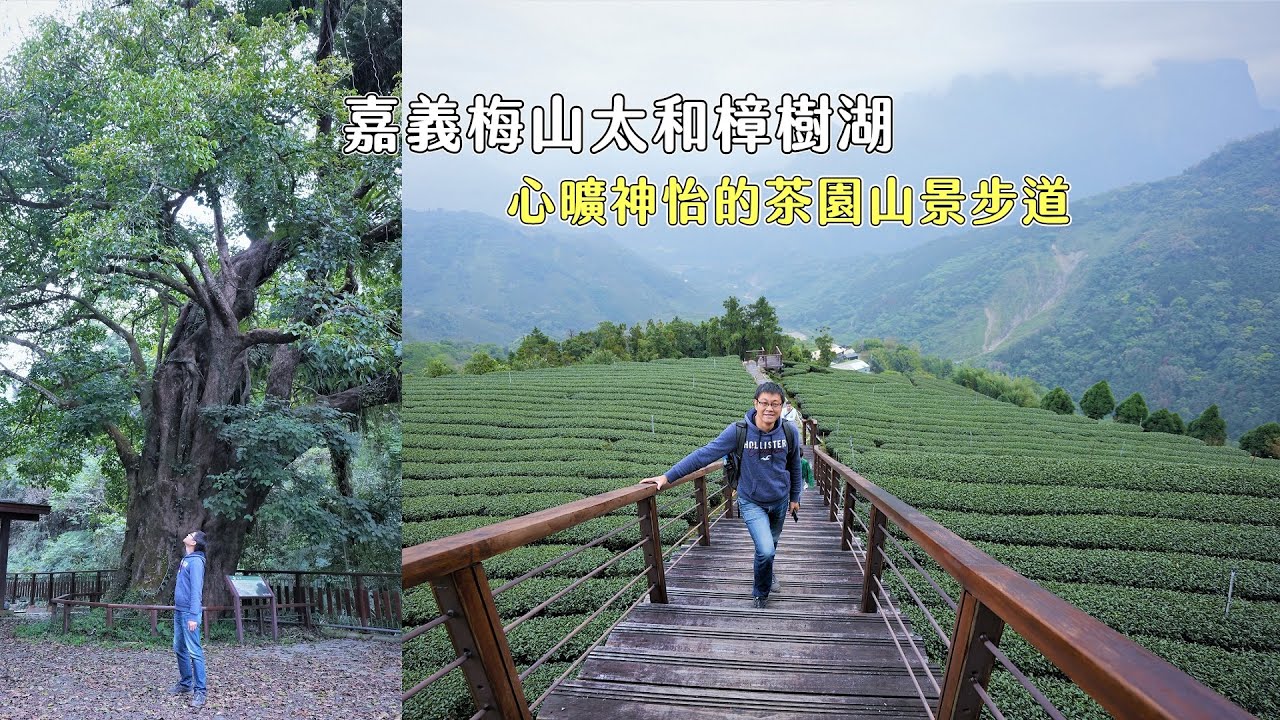 嘉義梅山太和樟樹湖有著令人心曠神怡的茶園山景步道，假日不會人擠人的好地方！