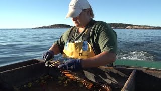 A Lobster Community Adapts through Participatory Planning