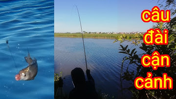 Câu đài tự nhiên. cận cảnh phao. câu cá chép sông.