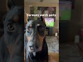 Freddy misses the go ahead goal #doberman #dogs #worldcup #worldcup2026 #germany #deutschlandshorts