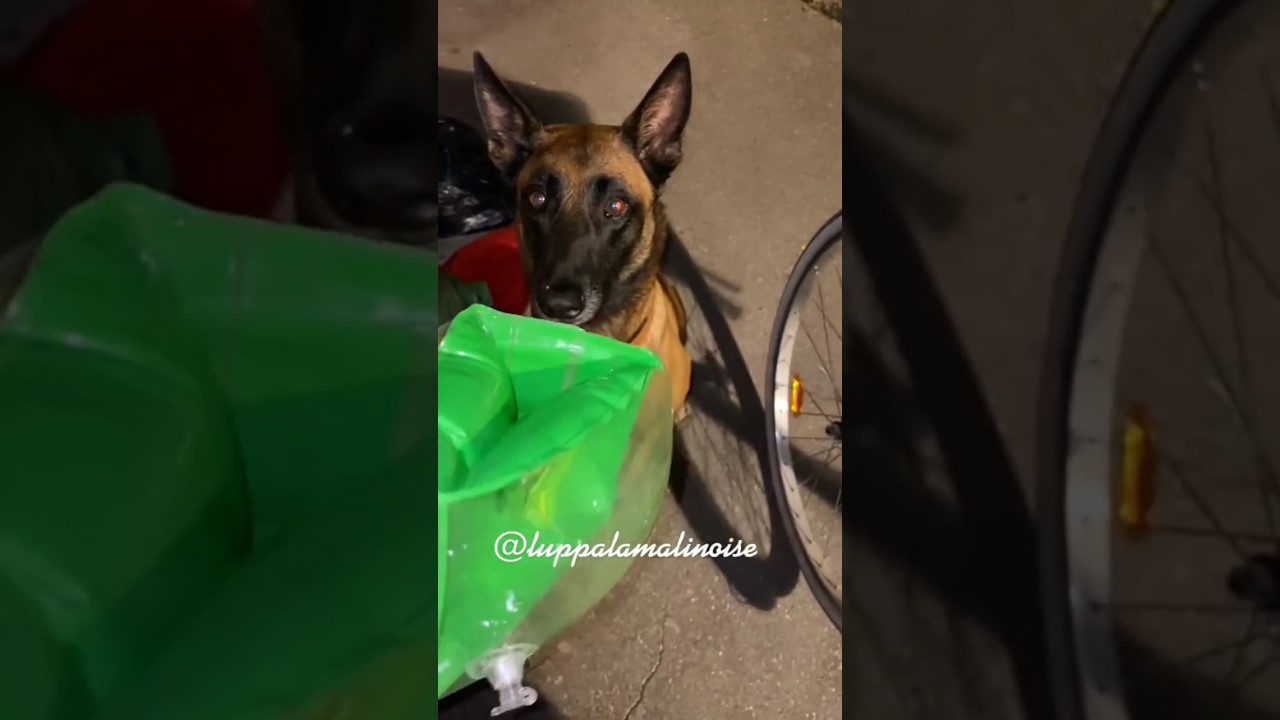 Luppa n est pas begueule elle passe des palaces aux encombrants  doglover malinois  youtubeshorts