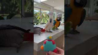 Fake prank make them faint !! hahah #parrot