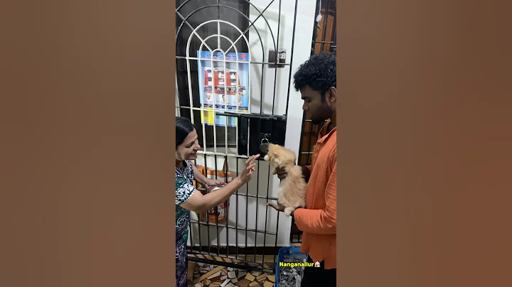 Watch the video about Persian kittens🐾😻7010336196#catshorts #catlovers #viralvideo #trending #fun #giftideas #persiancat