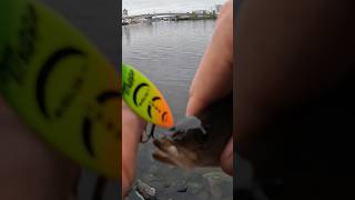 Вертушки Запалюють! Окунь Клює на Дніпрі 🎣#Рибалка #Окунь #Вертушка #Дніпро #Риболовля