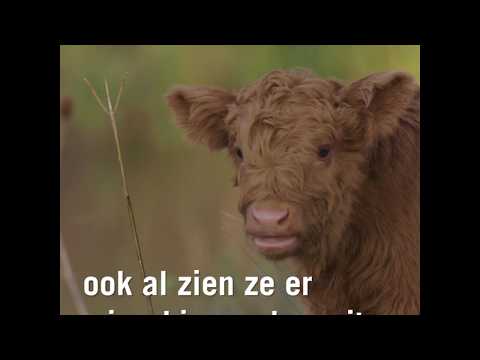 Video: Hoe herken je een Schotse den?