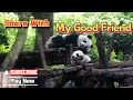 Panda Baby Sharing The ‘Treasure’ With Its Friend | iPanda