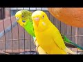 Meet My Cute and Colorful Budgies! 🦜✨ | Beautiful Budgerigar Birds #birds #budgie #cutepets