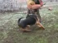 CRIME NEED BEWARE OF MRAZOVACK9 DOGS LEVEL3 PROTECTION DOGS FOR SALE CRIME NEED BEWARE OF MRAZOVACK9 DOGS LEVEL3 PROTECTION DOGS FOR SALE