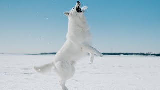 数年ぶりに積もった雪にハシャぐホワイトシェパードが幻想的すぎ…！