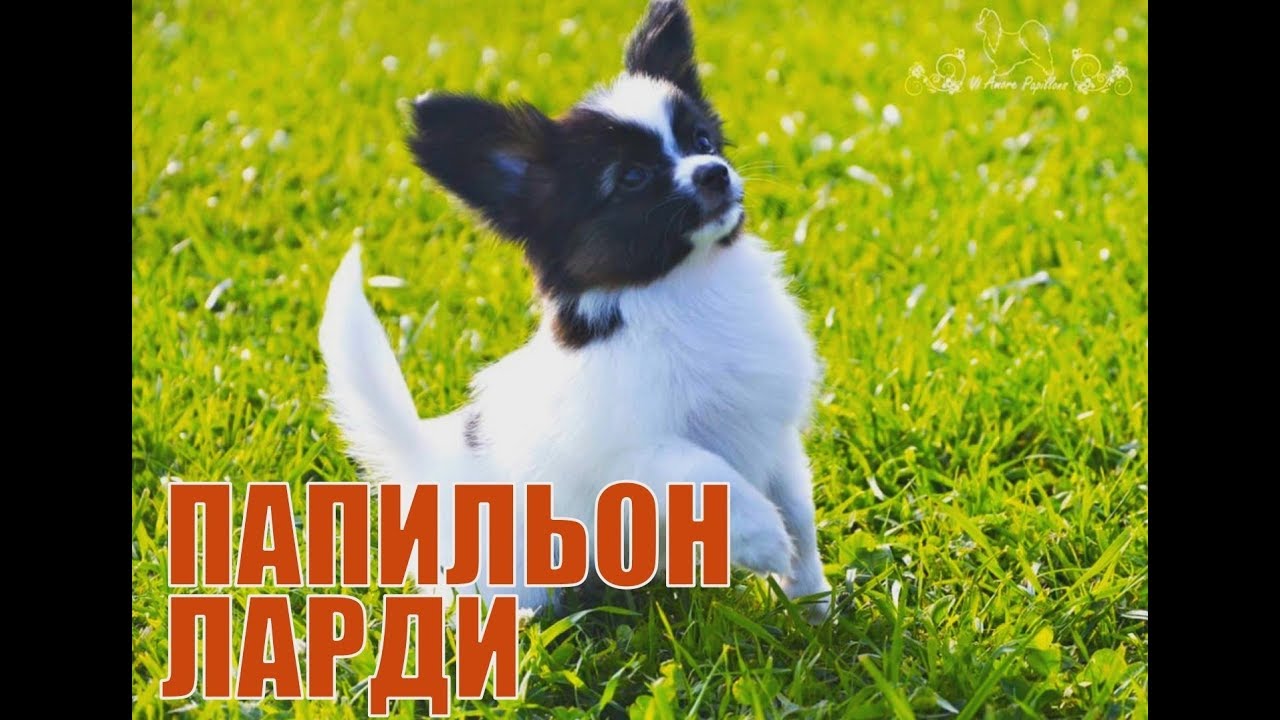 ларди ларди