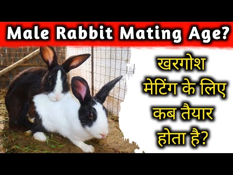 वीडियो: क्या खरगोश और खरगोश प्रजनन कर सकते हैं?