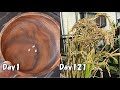 スーパーで買った玄米を庭の畑に植えてみると… / How to grow rice in the garden from store bought brown rice