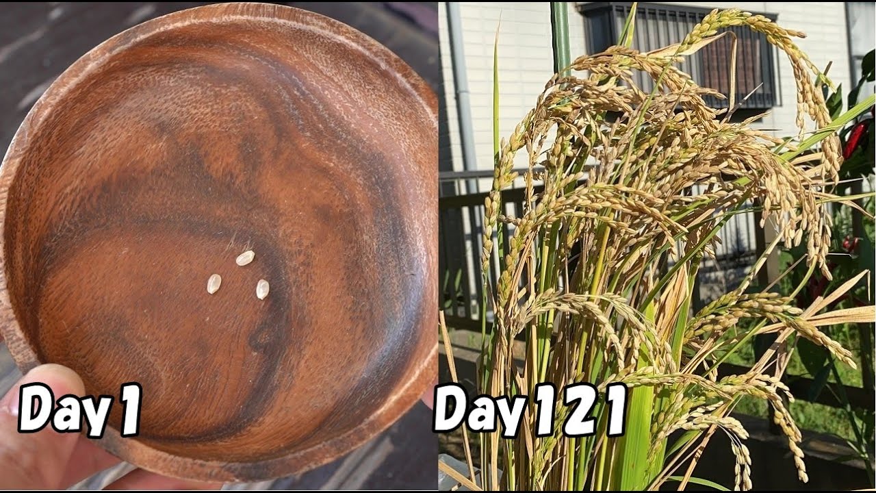 スーパーで買った玄米を庭の畑に植えてみると…！？ / How to grow rice in the garden from store bought brown rice