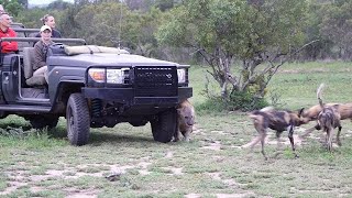 FRENEMIES - Hyenas and wild dogs. by MalaMala Game Reserve 200,746 views 4 months ago 7 minutes, 37 seconds