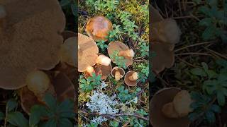 Маслёнок желто-бурый.  или просто гриб моховик. #mushroom #грибочки #nature #лесной