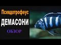 Псевдотрофеус Демасони Обзор