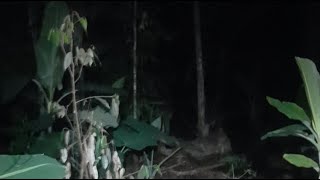 pocong pohon pisang