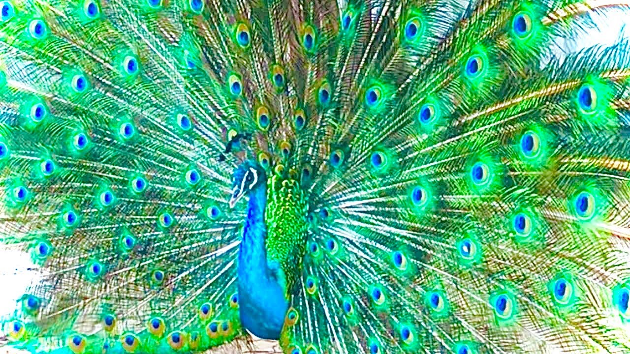 Burung Merak | Membuka Sayap Merayu Betinanya 