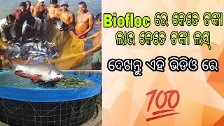 Pangas Fish Harvesting in Biofloc Tank (Loss And Profit)